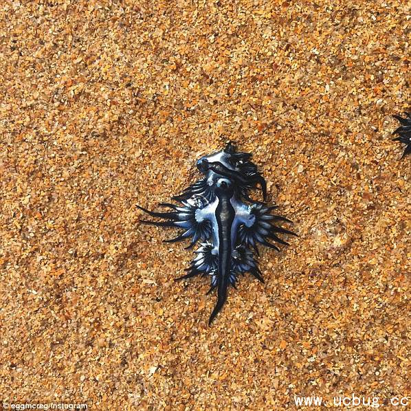 澳洲海滩惊现奇异“蓝龙” 犹如外星球生物